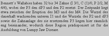 Textfeld: Bennett`s Wallabies haben 32 bis 34 Zhne (I 3/1, C (1)/0, P 2/2, M 4/4), wobei der P3 den dP3 und den P2 ersetzt. Der Zeitpunkt liegt etwa zwischen der Eruption des M3 und des M4. Die Wurzel des dauerhaft wachsenden unteren I1 und die Wurzeln des P2 und dP3 sowie die Zahnanlage des sie ersetzenden P3 liegen hier rumlich eng beieinander, wodurch diese Region prdisponiert ist fr die Ausbildung von Lumpy Jaw Disease. 