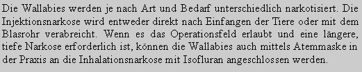 Textfeld: Die Wallabies werden je nach Art und Bedarf unterschiedlich narkotisiert. Die Injektionsnarkose wird entweder direkt nach Einfangen der Tiere oder mit dem Blasrohr verabreicht. Wenn es das Operationsfeld erlaubt und eine lngere, tiefe Narkose erforderlich ist, knnen die Wallabies auch mittels Atemmaske in der Praxis an die Inhalationsnarkose mit Isofluran angeschlossen werden. 